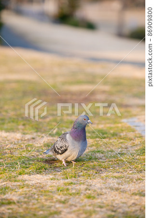 One pigeon, Hirono Seaside Park, Shizuoka City One pigeon, Hirono Seaside Park, Shizuoka City 86909800