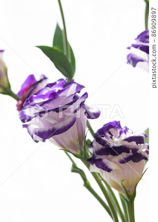 紫白洋桔梗垂直位置自然光白色背景 紫白洋桔梗垂直位置自然光白色背景 86909897