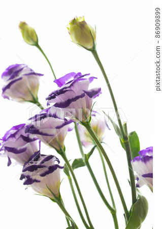 洋桔梗垂直位置自然光白色背景 86909899
