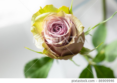 Green and purple rose macro background design Green and purple rose macro background design 86909946