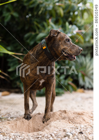 Staffordshire terrier digging hole. Brindle dog with dirty face. Staffordshire terrier digging hole. Brindle dog with dirty face. 86910349