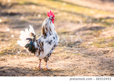 Motley rooster walks around the yard in village Motley rooster walks around the yard in village 86910493
