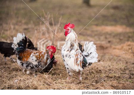 Roosters and hens walking around the poultry yard Roosters and hens walking around the poultry yard 86910517