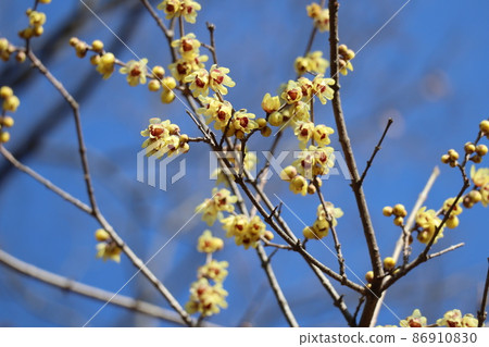 Japanese allspice tree with yellow flowering branches and blue sky landscape Japanese allspice tree with yellow flowering branches and blue sky landscape 86910830