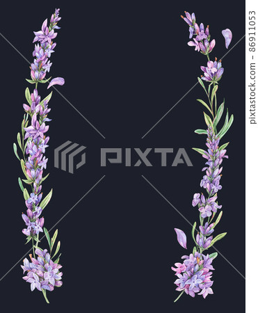 Watercolor lavender flowers natural wreath in vintage style isolated on black background. Purple botanical card Watercolor lavender flowers natural wreath in vintage style isolated on black background. Purple botanical card 86911053