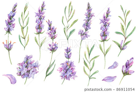 Watercolor set of lavender flowers natural elements in vintage style isolated on white background. Purple botanical card Watercolor set of lavender flowers natural elements in vintage style isolated on white background. Purple botanical card 86911054