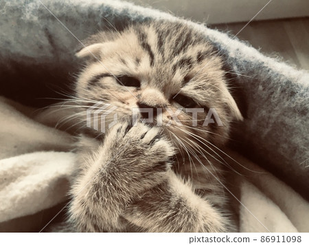 Scottish fold tiger tabby kitten with a very cute face looking into camera. Scottish fold tiger tabby kitten with a very cute face looking into camera. 86911098