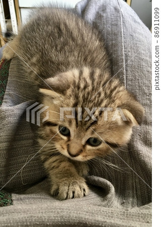 Scottish fold tiger tabby kitten with a very cute face looking into camera. Scottish fold tiger tabby kitten with a very cute face looking into camera. 86911099
