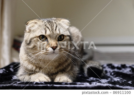 Scottish fold tiger tabby kitten with a very cute face looking into camera. 86911100