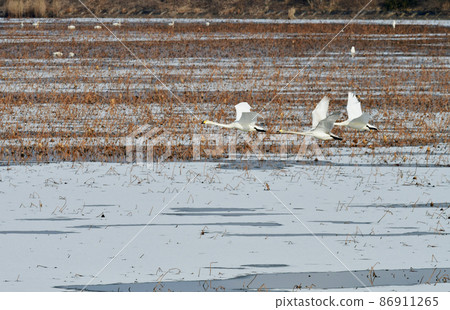 冰與死蓮的出沼天鵝家族 86911265