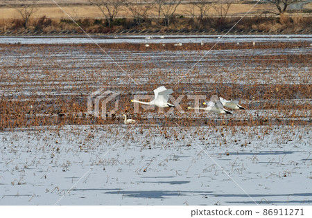 冰與死蓮的出沼天鵝家族 86911271