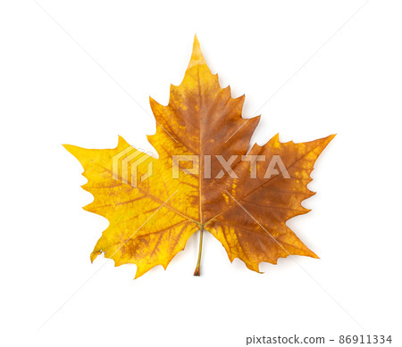 Sycamore Autumn Leaf Isolated Sycamore Autumn Leaf Isolated 86911334