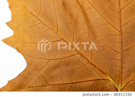 Sycamore Autumn Leaf Texture Background Sycamore Autumn Leaf Texture Background 86911336