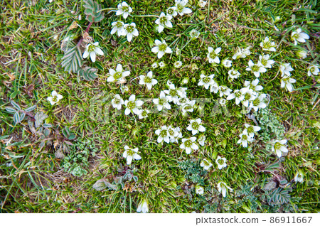 Arenaria kansuensis, a genus Minuartia, which blooms on the shores of Lake Zarin, Qinghai Province, China. Arenaria kansuensis, a genus Minuartia, which blooms on the shores of Lake Zarin, Qinghai Province, China. 86911667