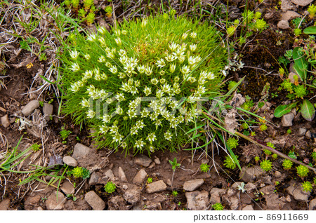 Arenaria kansuensi, a genus Minuartia, which blooms in the snow treasure heaven pass Arenaria kansuensi, a genus Minuartia, which blooms in the snow treasure heaven pass 86911669