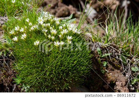 Arenaria kansuensis, a genus Minuartia arcticus, which blooms on the Tokubayama Pass in the eastern part of Qinghai Province, China. Arenaria kansuensis, a genus Minuartia arcticus, which blooms on the Tokubayama Pass in the eastern part of Qinghai Province, China. 86911672