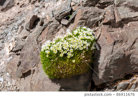 Arenaria kansuensis, a genus Minuartia arcticus, which blooms on the Tokubayama Pass in the eastern part of Qinghai Province, China. Arenaria kansuensis, a genus Minuartia arcticus, which blooms on the Tokubayama Pass in the eastern part of Qinghai Province, China. 86911676
