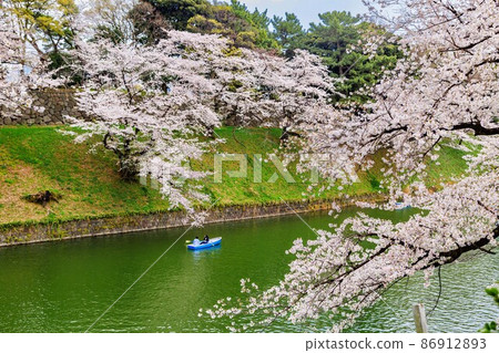 Sakura in Chidorigafuchi, Chiyoda-ku, Tokyo 86912893