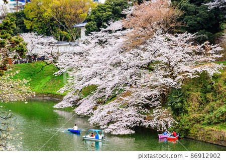 Sakura in Chidorigafuchi, Chiyoda-ku, Tokyo 86912902