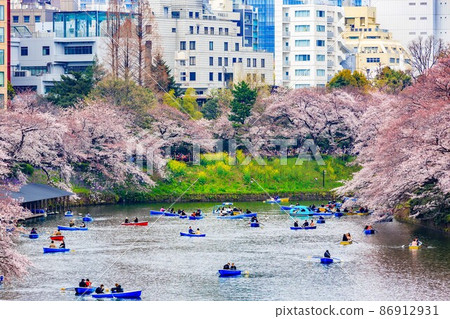 Sakura in Chidorigafuchi, Chiyoda-ku, Tokyo Sakura in Chidorigafuchi, Chiyoda-ku, Tokyo 86912931