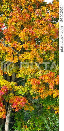 Autumn Leafs 86912964