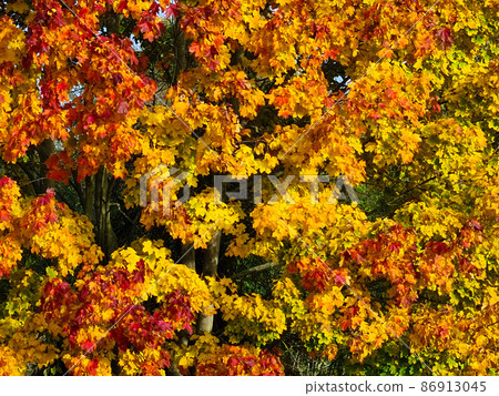 Autumn Leafs 86913045