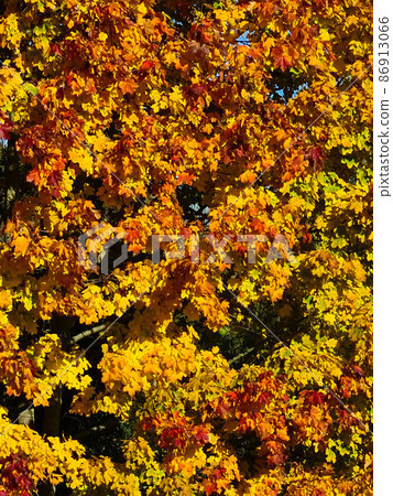 Autumn Leafs 86913066