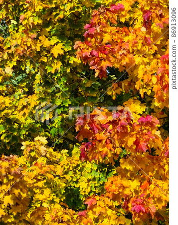 Autumn Leafs 86913096