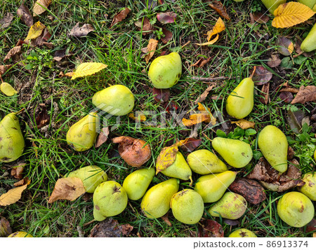 Windfall in Autumn, Pear 86913374