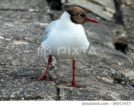 Black-headed Gull at the North Sea 86913437