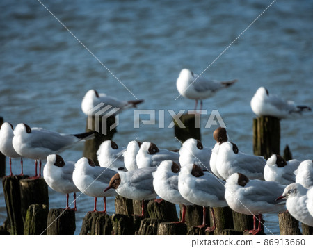 Black-headed Gull at the North Sea 86913660