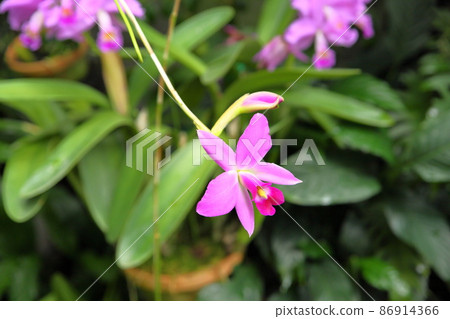 Flower of Langrelia Flower of Langrelia 86914366