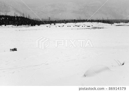 Yellowstone American Bison Herd Yellowstone American Bison Herd 86914379