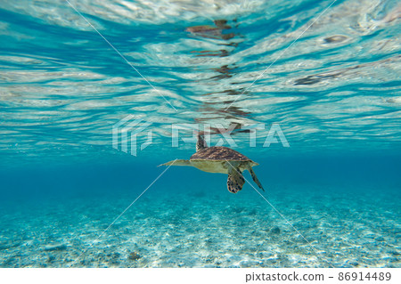 Okinawa Photo The sea between Kerama where sea turtles live 86914489