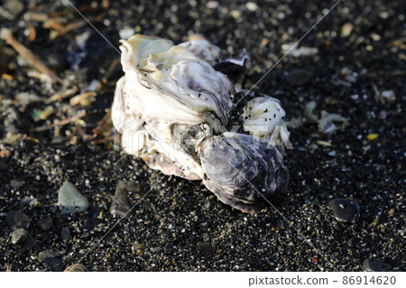 牡蠣殼殘骸 牡蠣殼殘骸 86914620