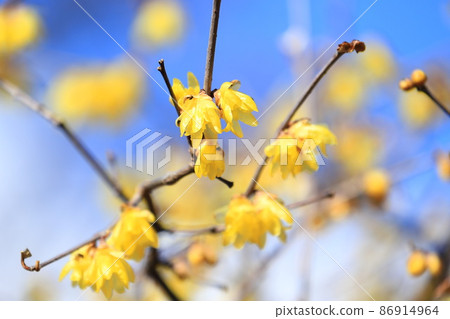 When spring is announced, the flower of Japanese allspice 86914964