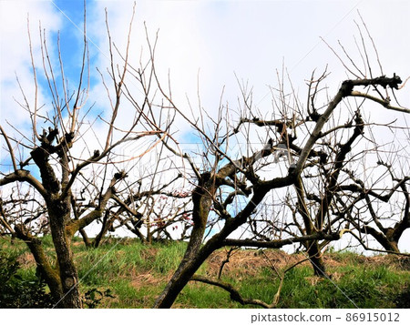 dead tree dead tree 86915012