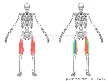Human whole body skeleton and quadriceps 86915207