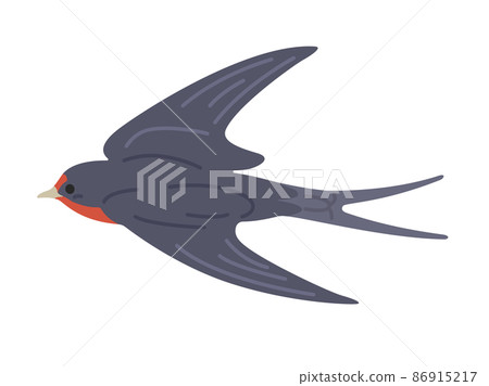 飛燕的插圖 86915217