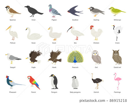 多種鳥類的插圖集 多種鳥類的插圖集 86915218