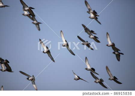 Dove flying in the sky Dove flying in the sky 86915838