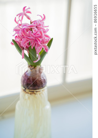 Hydroponics of hyacinths 86916655