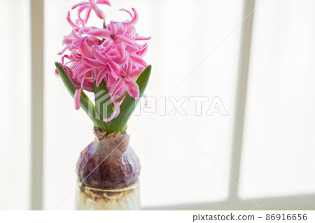 Hydroponics of hyacinths 86916656