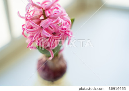 Hydroponics of hyacinths 86916663