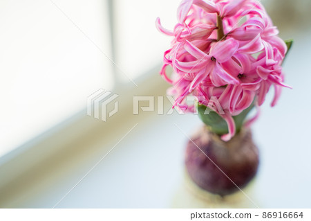 Hydroponics of hyacinths Hydroponics of hyacinths 86916664