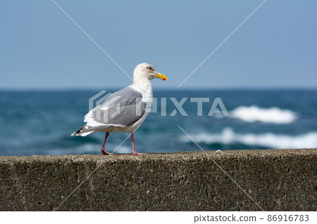 在寒冷的海堤上休息的白翅海鷗 在寒冷的海堤上休息的白翅海鷗 86916783