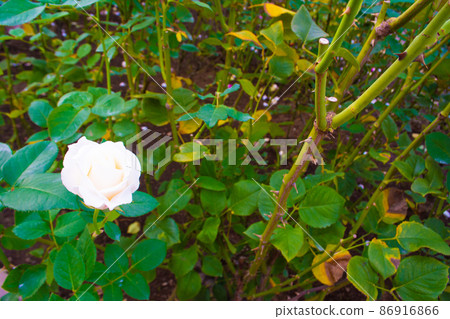 Jindaiji Temple, Tokyo Rose Garden at Jindai Botanical Garden White roses Jindaiji Temple, Tokyo Rose Garden at Jindai Botanical Garden White roses 86916866