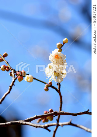 代代木公園紅白梅花芽 代代木公園紅白梅花芽 86917221