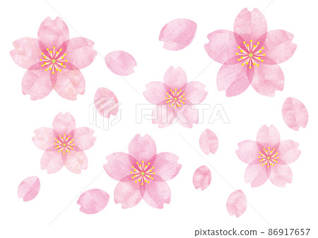 Sakura Sakura no Hana 08 Sakura Sakura no Hana 08 86917657
