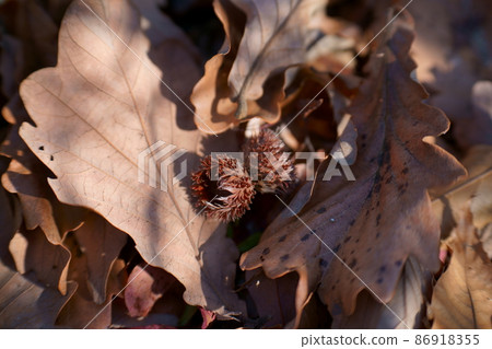 Image photo of winter park 86918355